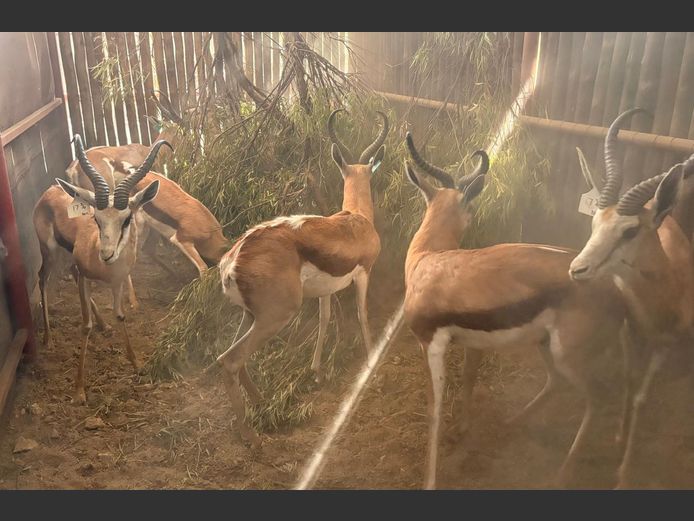Damara Springbok Ram