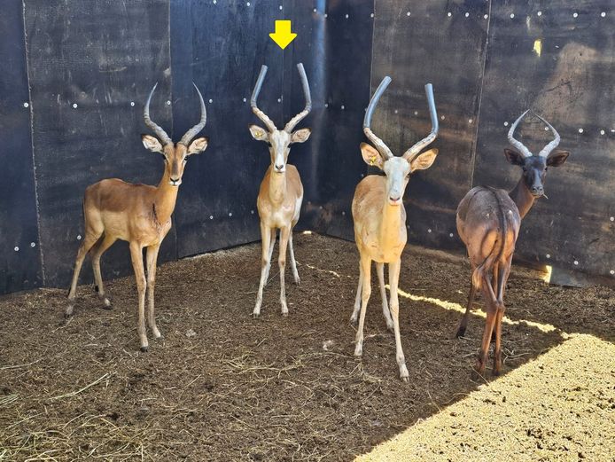 WHITE FLANKED IMPALA | LS GAME BREEDERS