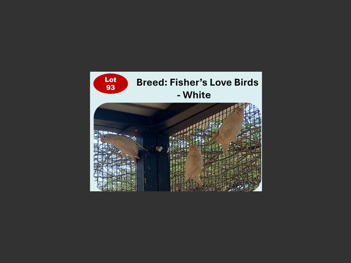 FISHER'S LOVE BIRDS - WHITE | ANNUAL MYTILUS AND ELOFF