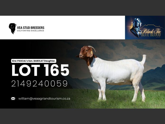 2149240059 | VEA Boerbokstoet