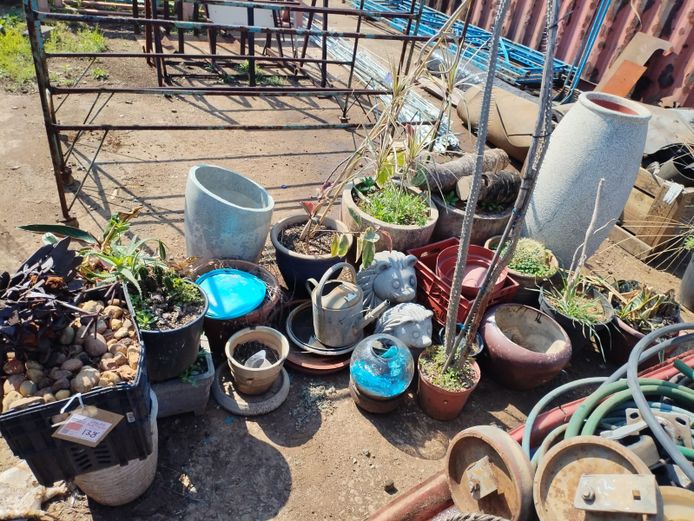 LOT VARIOUS PLANTS AND GARDEN ROCKS
