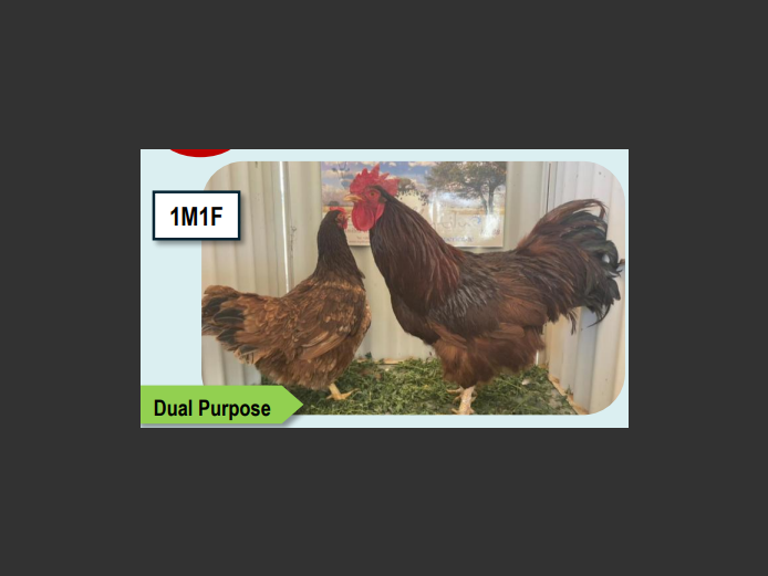 RHODE ISLAND RED | ANNUAL MYTILUS AND ELOFF