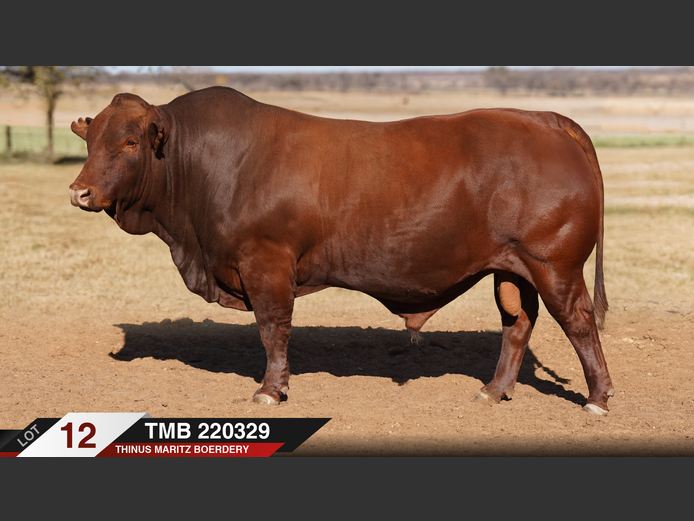 TMB220329 |  THINUS MARITZ BOERDERY