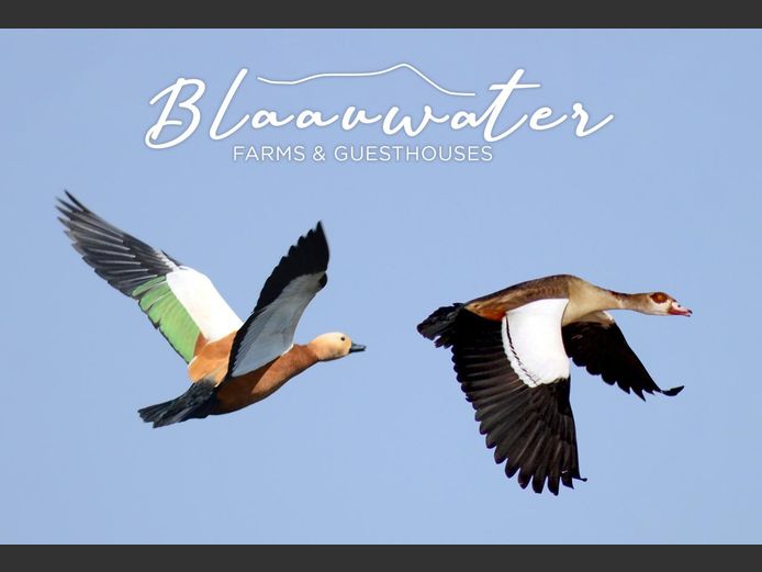 Egyptian Geese and duck hunt for 6 hunters with  1 night luxury accommodation. 2026 Hunting season | Blaauwater Farms