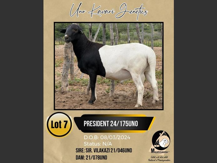 MAGIC MAN 24/175MK | UNO KAVARI GENETICS 