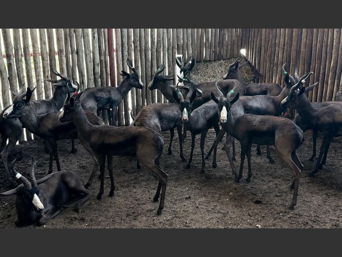 Swart Springbok Ramme