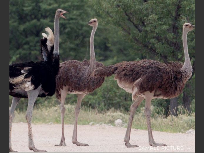 OSTRICH | DU PREEZ WILD