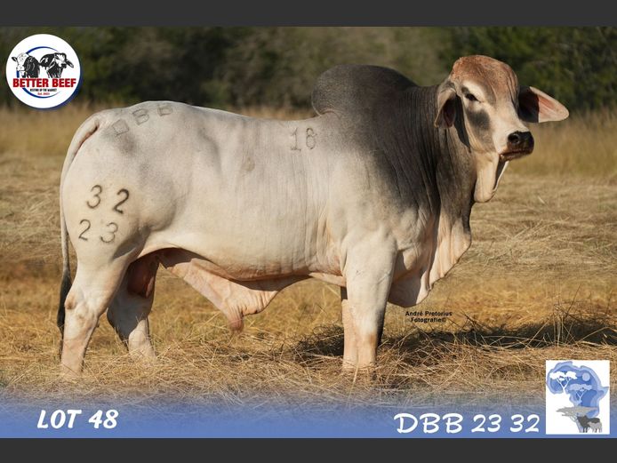 DBB2332 | DENT PM