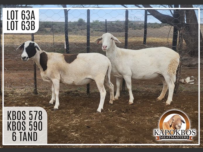 KBOS578 | Kapokbos Meatmasters