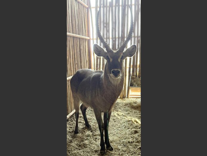 Waterbok Bul