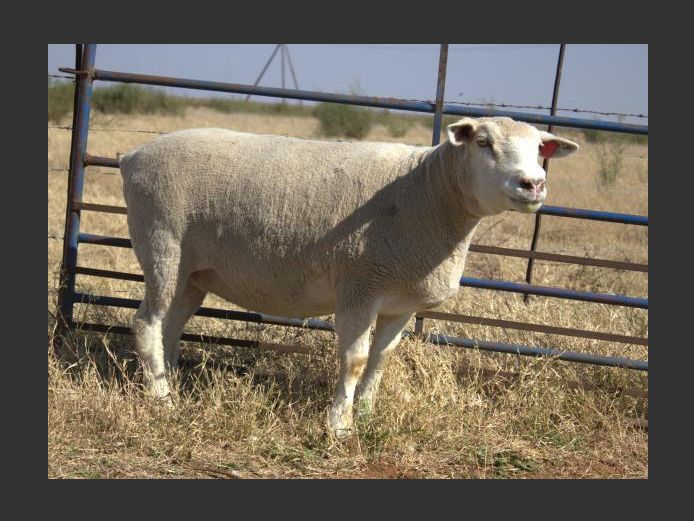 GE 210060 | CJW BOERDERY