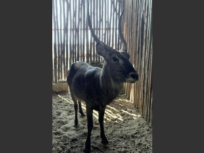 Waterbok Bul