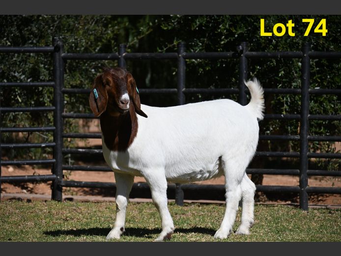 776-25-262 | Nico Botha Boerbokstoet