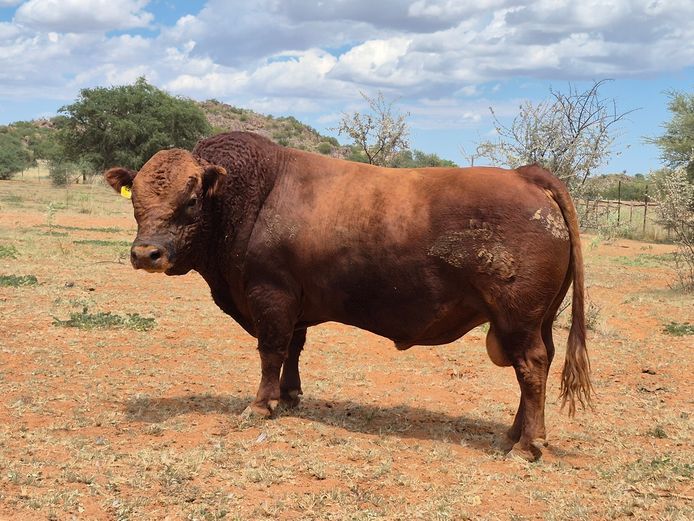 21-0028DDS | DANE DEXTER STUD