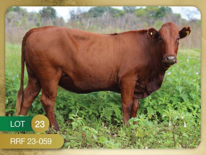 RRF 230059 | CULMPINE BONSMARAS