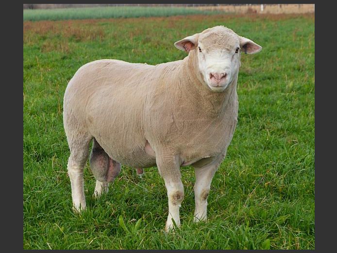 WG 240167 | WILGERSTROOM BOERDERY