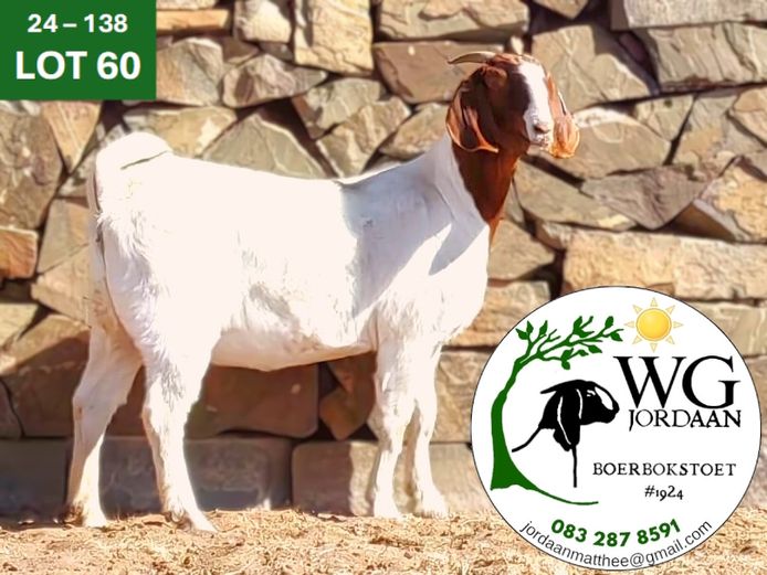 240138 |  WG JORDAAN BOERBOKSTOET