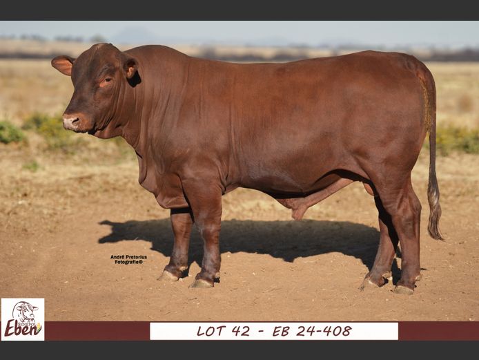 EB 240408 | EBEN SENEPOL