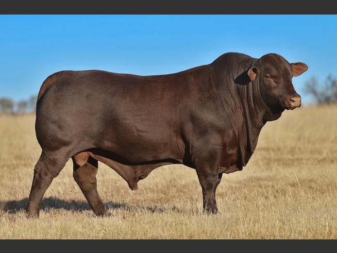 VV  220047 | T. DE JAGER