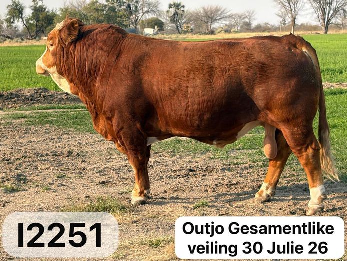 I2251 | IRIS SIMMENTALER