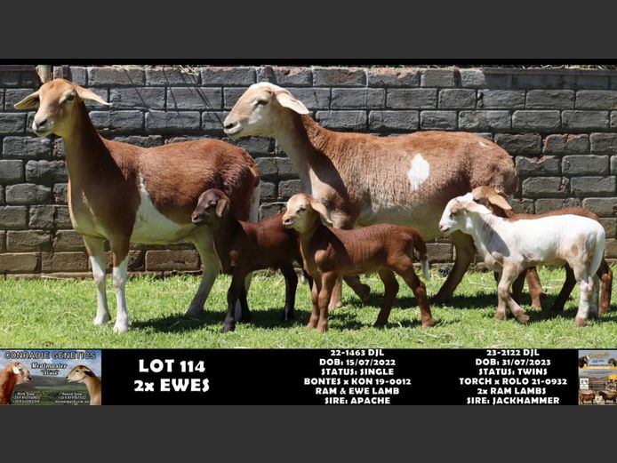 22-1463 DJL | 23-2122 DJL | DIRK LOUW