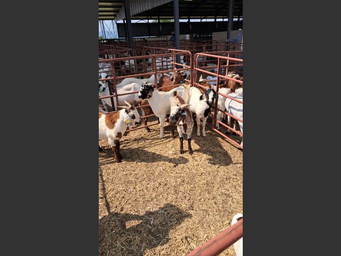 BOERBOK | PETOORS LIVESTOCK