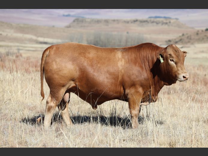 HBH 240041 | CLARK CATTLE COMPANY PTY LTD