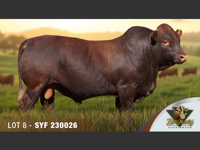SYF230026 | SYFERFONTEIN BOERDERY