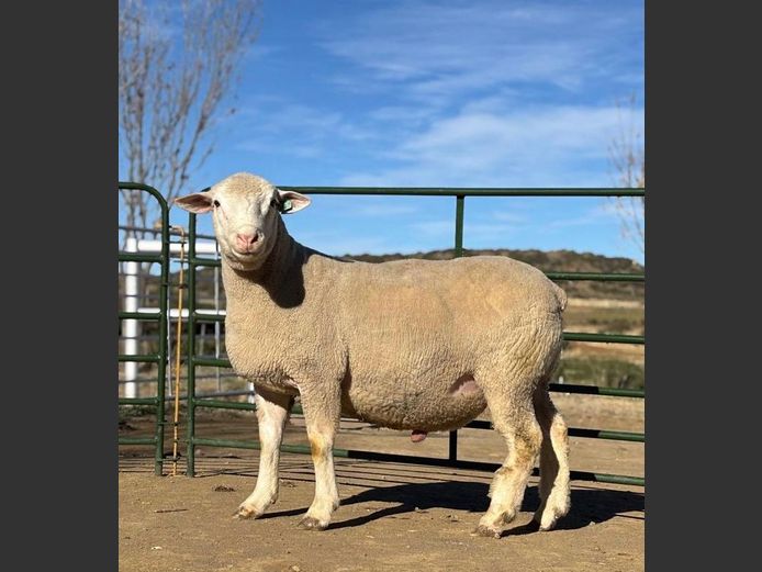 YF240040 | COCO BOERDERY