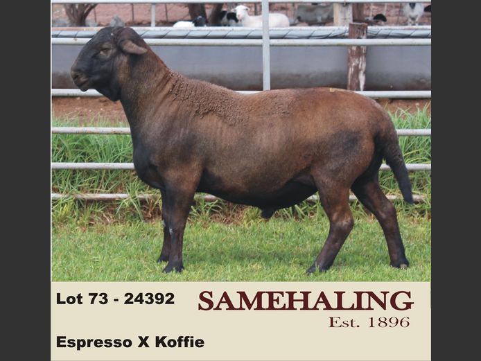 24392-SAM | SAMEHALING MEATMASTERS