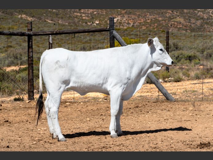 CEVEDALE (MB 230068)