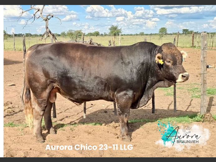 23-0011LLG | AURORA BRAUNVIEH STOET