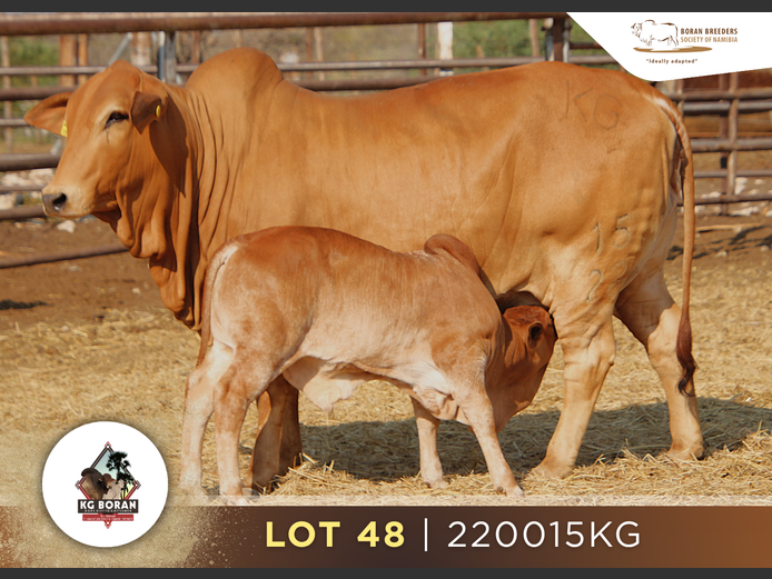 22-0015KG | GUNZEL BORAN