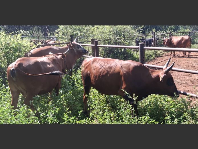 Commercial Animals | ARIES FAMILIE TRUST
(P.MARTIN)