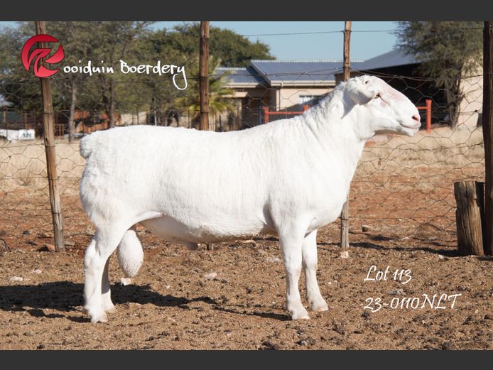 23-0110NLT | ROOIDUIN WHITE DORPER STUD 
