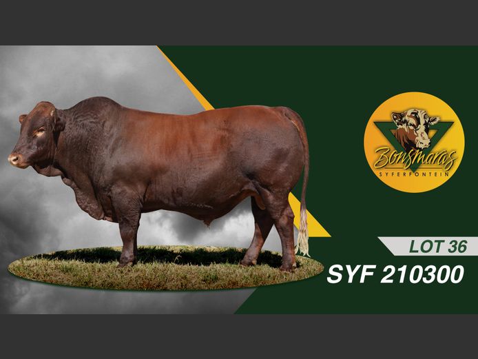 SYF210300 | SYFERFONTEIN BOERDERY