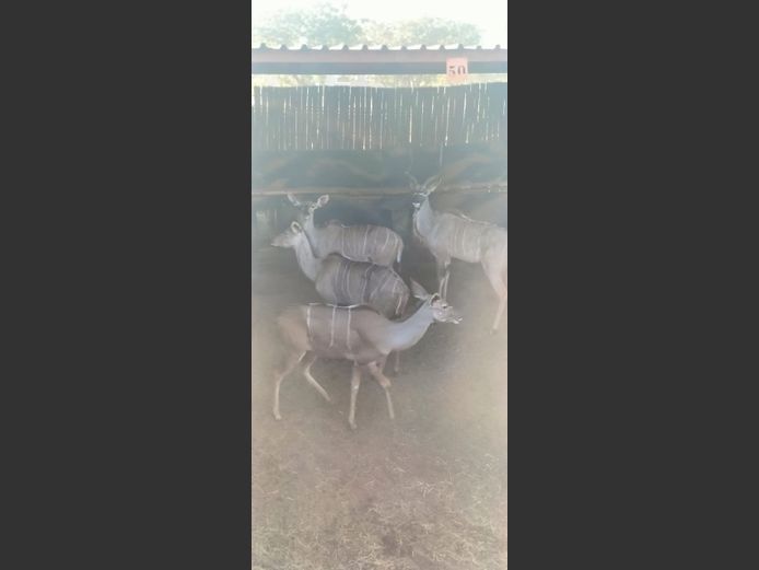 KUDU