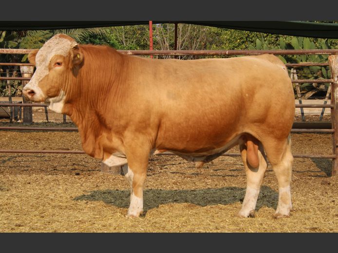 TG2284 | GUNZEL SIMMENTALER