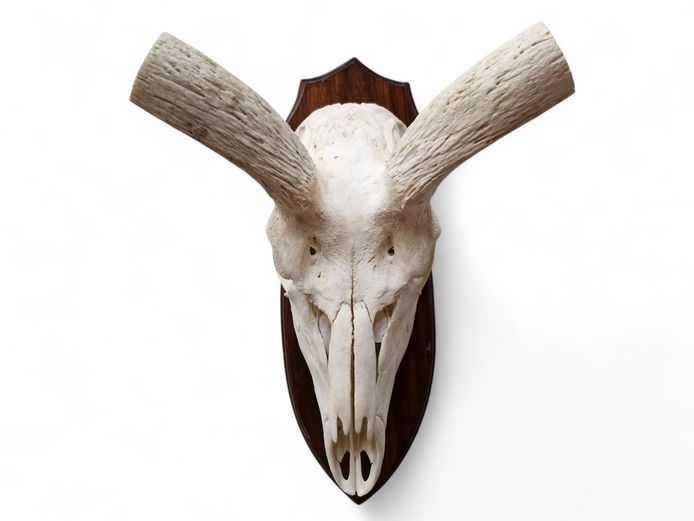 Decorative Trophy Skull Wall Mount