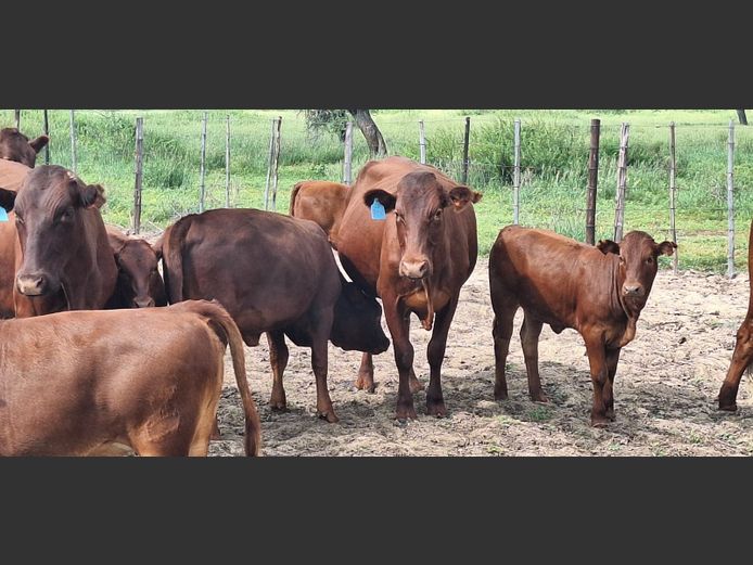 Commercial Animals | Denbot Bonsmaras