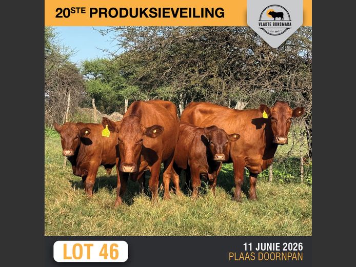 Commercial Animals | RENOSTERFONTEIN Bdy