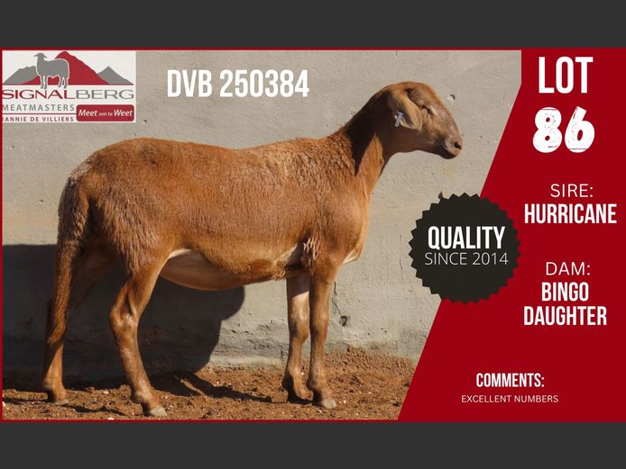 DVB 250384 | SIGNALBERG MEATMASTERS