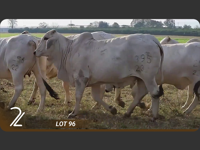Commercial Animals | 2L BRAHMANE