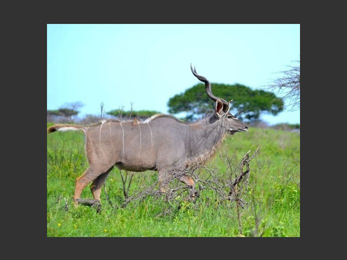 Kudu Bulls | Kazuko