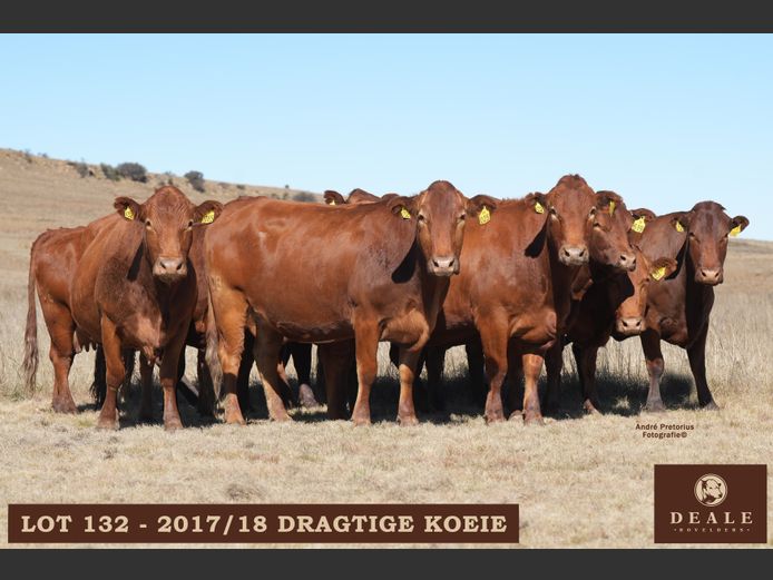 Dragtige koeie