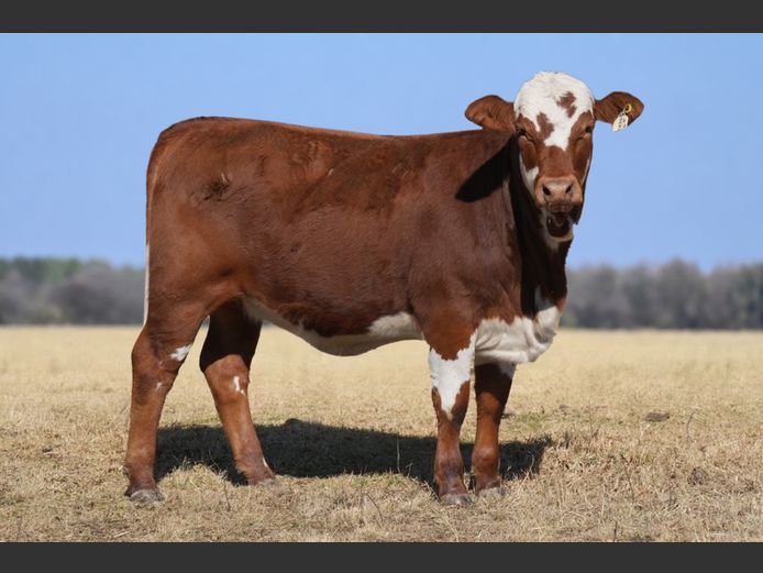 ZM2456 | ZIMEYER BOERDERY (PTY) LTD H/a LOVEDALE BOERDERY