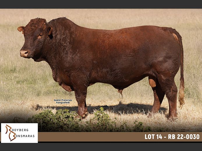 RB 220030 | ROOYBERG BOERDERY