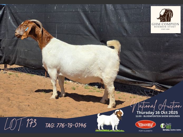 776-19-0146 | Martin Compion (GHM Compion Boerbokke)
