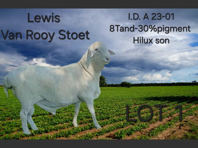 A23-01 | LEWIS VAN ROOY STOET