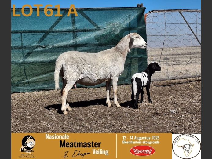 HO 24015 | HP Oosthuizen - Middelpunt Meatmasters